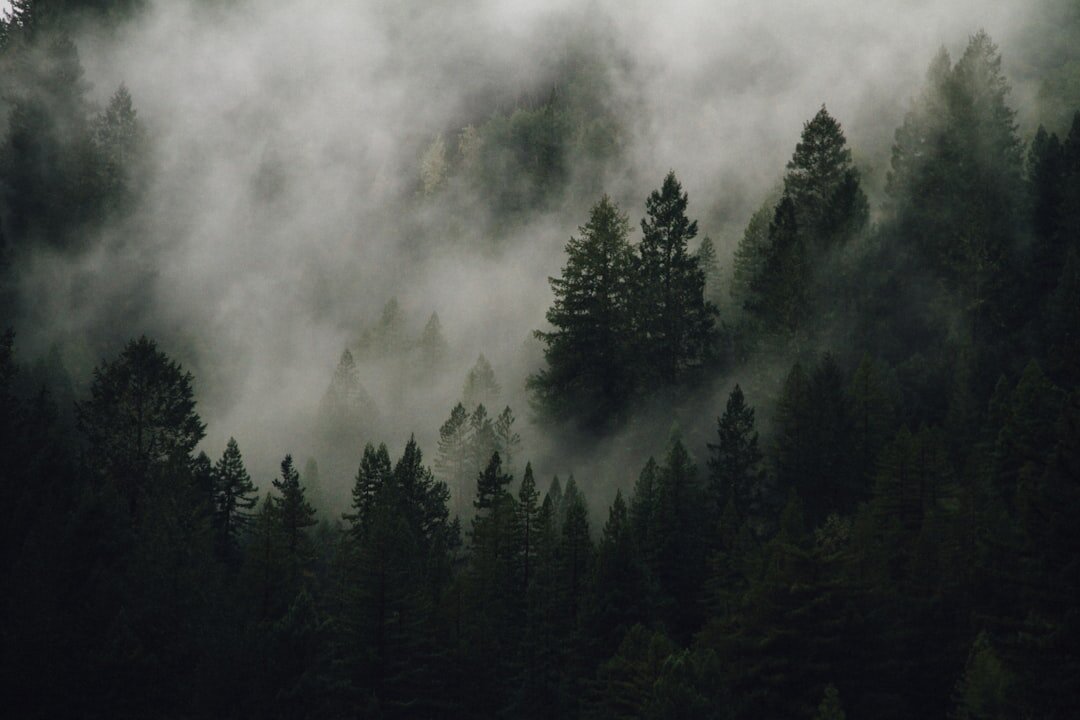 Misty forest with tall pine trees in northern Zealand