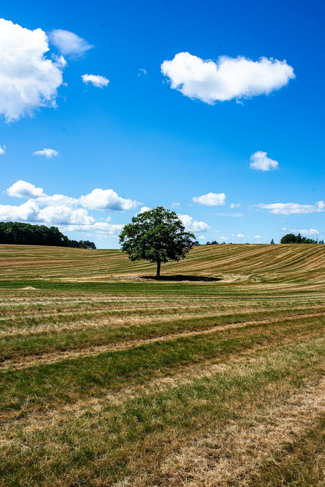Sunlit wheat field with a single oak tree in rural Denmark